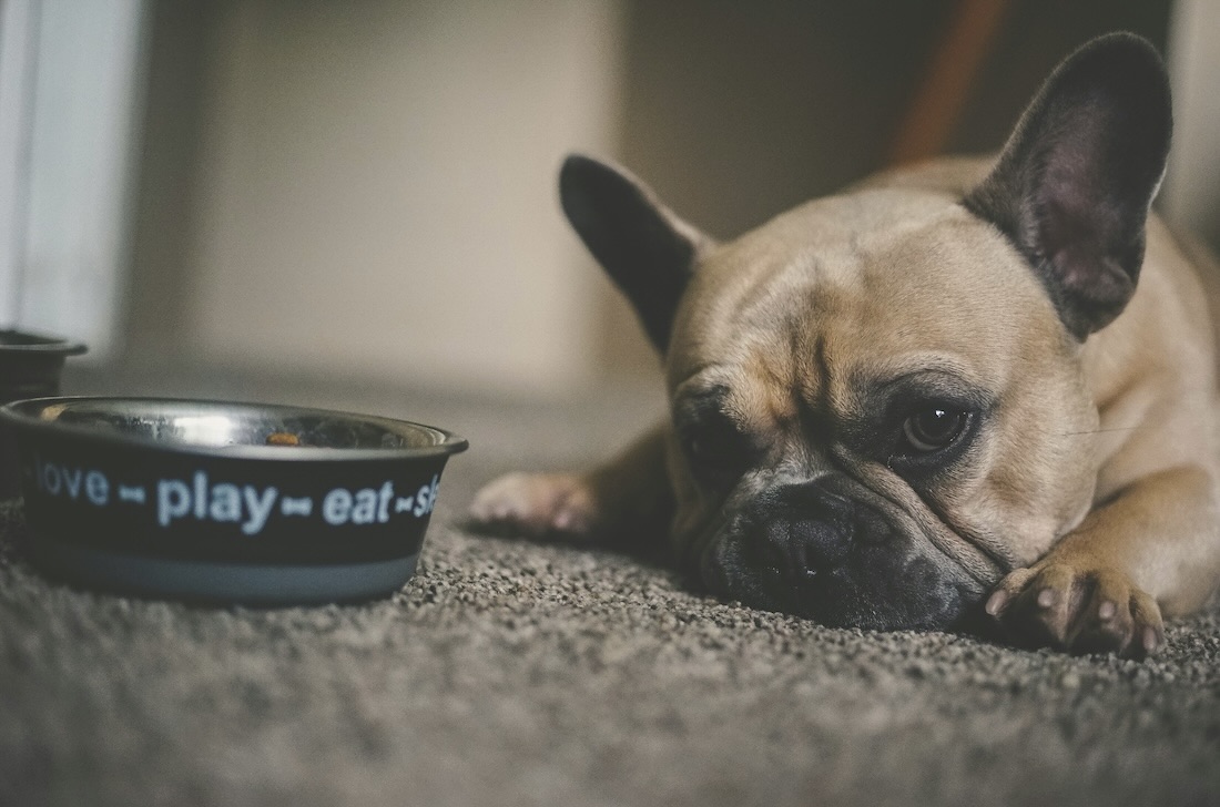 Jak vybrat veterinární dietu pro psa