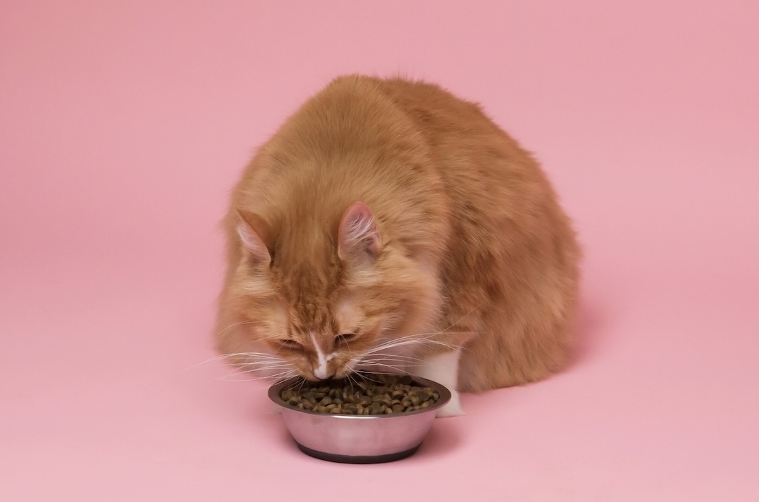 Jak vybrat veterinární dietu pro kočku: Praktický průvodce