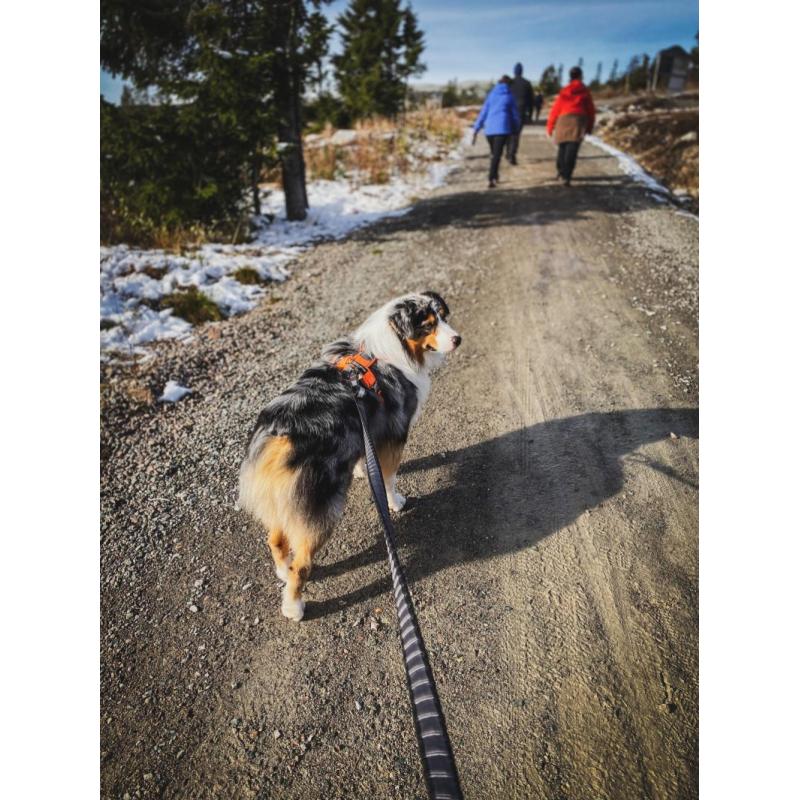 Vodítko Touring bungee leash 2,8m/23mm, barva šedá