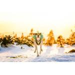 Batoh Trail light dog backpack vel.M barva tyrkys